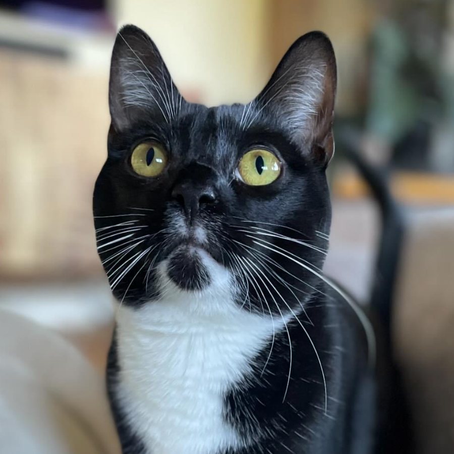 Close-up of Maxi, a black-and-white tuxedo cat with yellow-green eyes