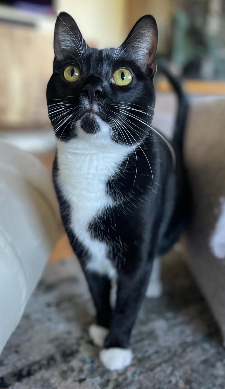 Maxi, a tuxedo cat, standing on a rug at home and looking up