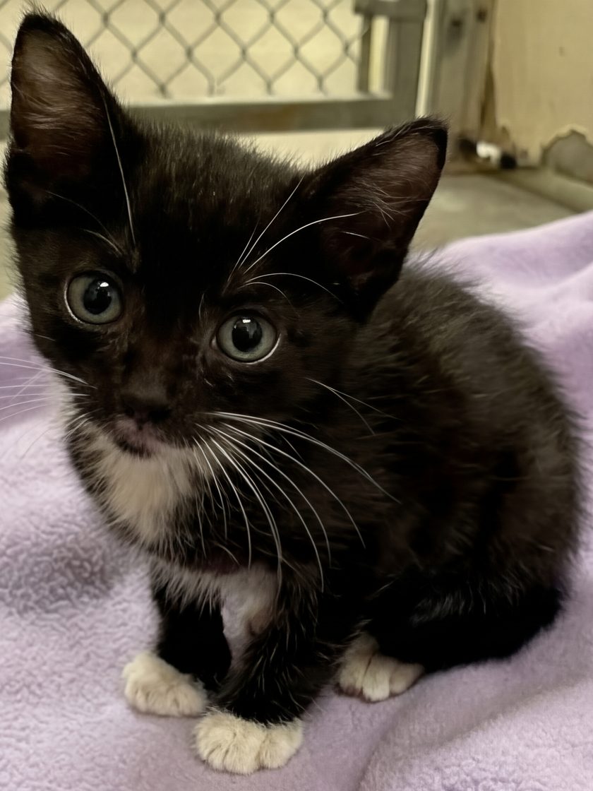 Maxi as a tiny black-and-white kitten sitting on a lavender blanket in a shelter kennel, looking up with big eyes