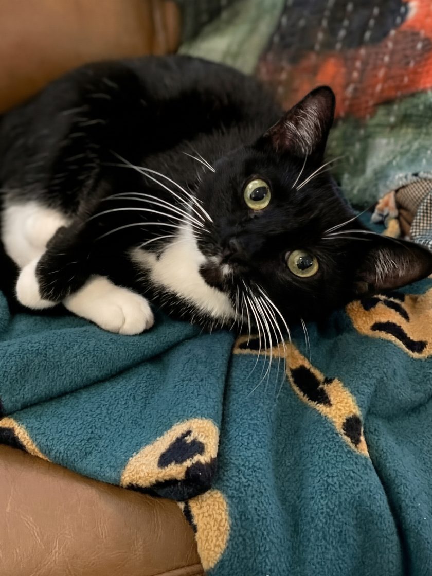 Grown-up Maxi, a tuxedo cat, stretched out on a teal blanket on a leather chair, gazing at the camera