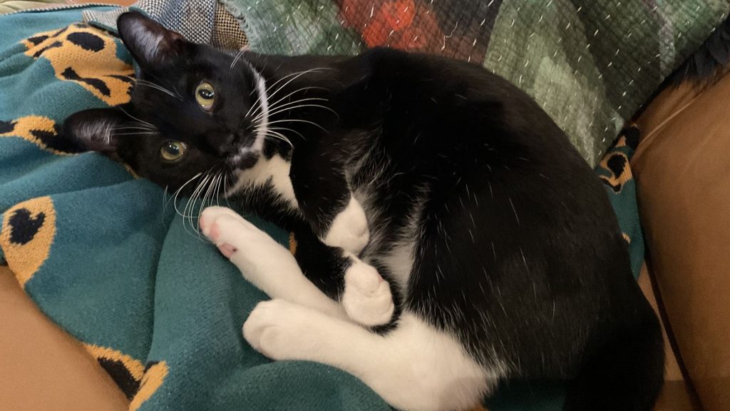Maxi, a black-and-white tuxedo cat, curled up on a teal blanket on the couch and looking at the camera